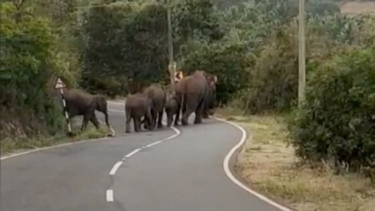 അട്ടപ്പാടി താവളം മുള്ളി റോഡിൽ ആനക്കൂട്ടം, റോഡില് നിന്നത് അരമണിക്കൂർ അട്ടപ്പാടി താവളം മുള്ളി റോഡിൽ ആനക്കൂട്ടം, റോഡില് നിന്നത് അരമണിക്കൂർ