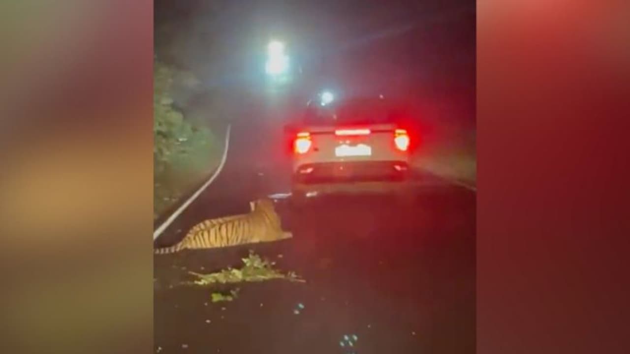 ദേശീയോദ്യാനത്തില്‍ അമിതവേഗതയിലെത്തിയ കാര്‍ ഇടിച്ചുത്തെറിപ്പിച്ച കടുവ ചത്തു