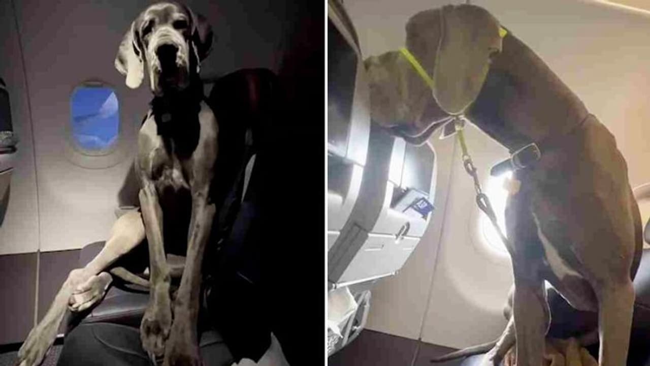 WATCH: US man books three plane seats to fly his Great Dane, amazes passengers WATCH: US man books three plane seats to fly his Great Dane, amazes passengers