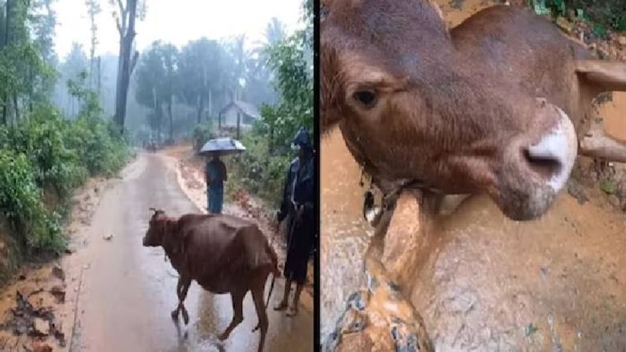 ചെളിയിൽ താഴ്ന്നു പോയി പശു, രക്ഷകരായി ബൈക്ക് റൈഡേഴ്സ്; സോഷ്യൽ മീഡിയയിൽ വൻ അഭിനന്ദനം ഏറ്റുവാങ്ങിയ വീഡിയോ