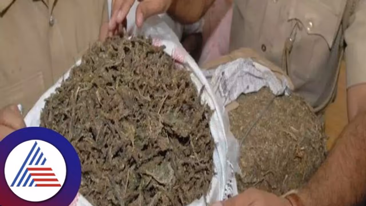 ಮಾಜಿ ಗೃಹ ಸಚಿವರ ತವರಲ್ಲೇ ಗಾಂಜಾ ಮಾಫಿಯಾ; ದಂಧೆಗೆ ಬ್ರೇಕ್ ಹಾಕುತ್ತಾ ಪೊಲೀಸ್ ಇಲಾಖೆ? ಮಾಜಿ ಗೃಹ ಸಚಿವರ ತವರಲ್ಲೇ ಗಾಂಜಾ ಮಾಫಿಯಾ; ದಂಧೆಗೆ ಬ್ರೇಕ್ ಹಾಕುತ್ತಾ ಪೊಲೀಸ್ ಇಲಾಖೆ?