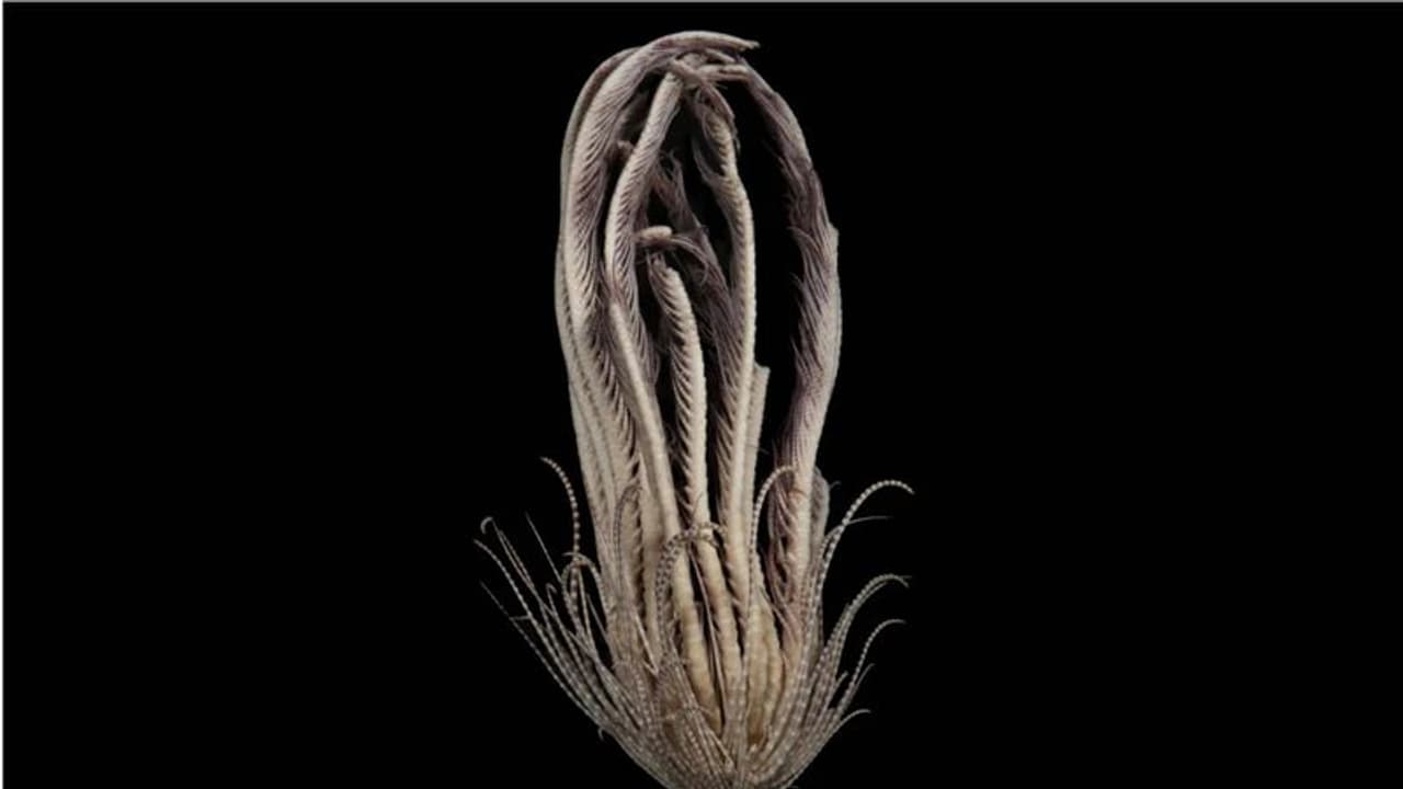 Startling discovery: Strawberry like underwater species with 20 arms found in Antarctic Ocean Startling discovery: Strawberry like underwater species with 20 arms found in Antarctic Ocean