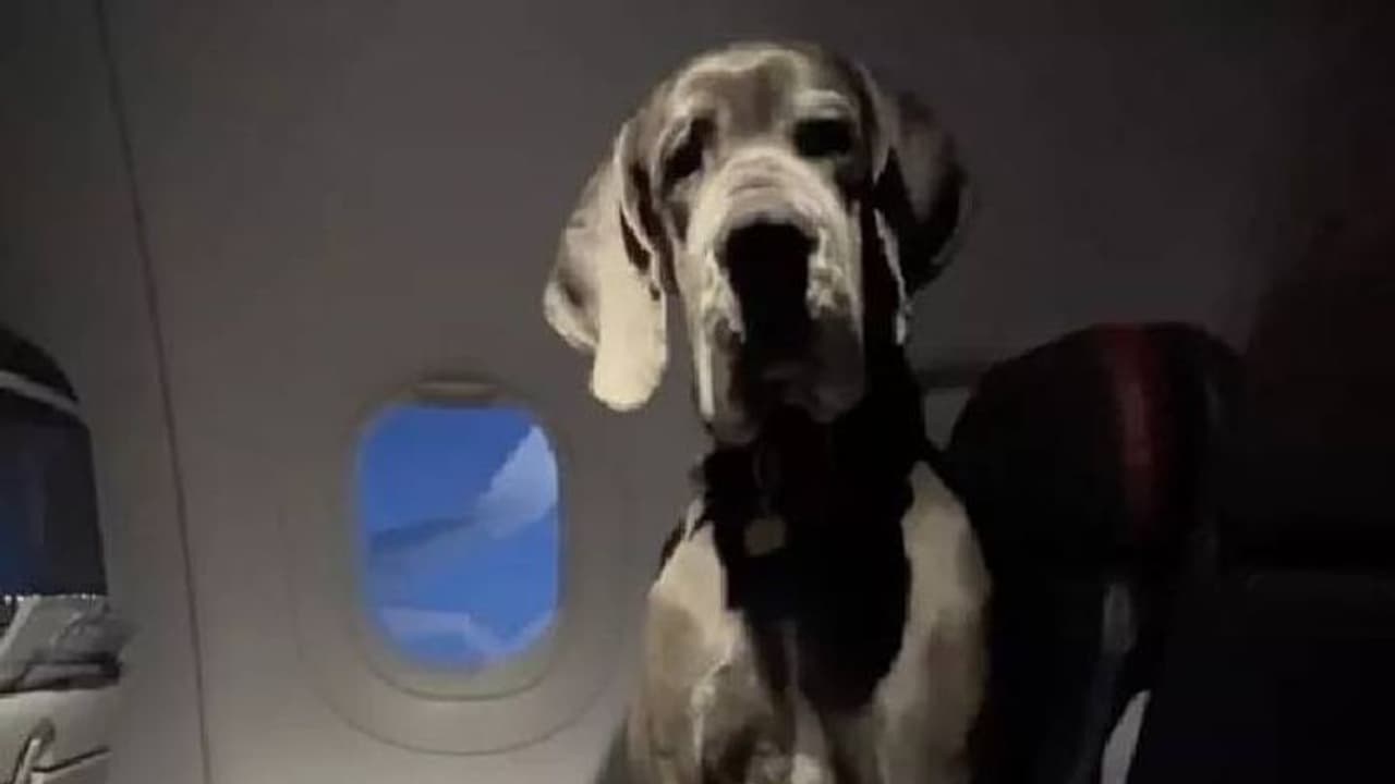 63 കിലോയുള്ള നായയുമായി സഞ്ചരിക്കാൻ അമേരിക്കക്കാരൻ ബുക്ക് ചെയ്തത് മൂന്ന് വിമാന ടിക്കറ്റുകൾ 63 കിലോയുള്ള നായയുമായി സഞ്ചരിക്കാൻ അമേരിക്കക്കാരൻ ബുക്ക് ചെയ്തത് മൂന്ന് വിമാന ടിക്കറ്റുകൾ