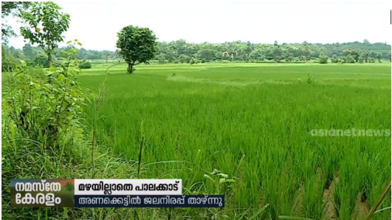 കാലവര്ഷം പകുതി പിന്നിട്ടിട്ടും മഴയില്ലാതെ പാലക്കാട്; കാര്ഷിക, ജലസേചന പദ്ധതികള് പ്രതിസന്ധിയില് കാലവര്ഷം പകുതി പിന്നിട്ടിട്ടും മഴയില്ലാതെ പാലക്കാട്; കാര്ഷിക, ജലസേചന പദ്ധതികള് പ്രതിസന്ധിയില്