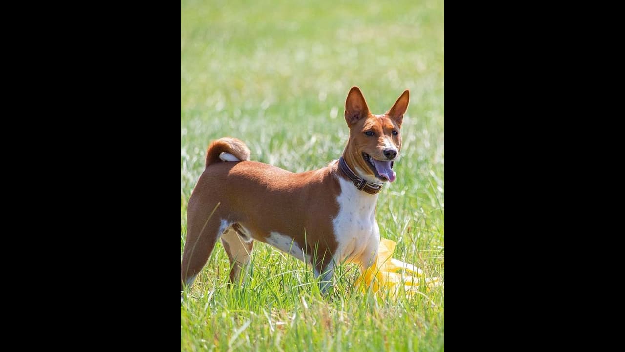 Singapore Parry Field | சிங்கப்பூர் பேரி திடலில் விஷம் கலந்திருப்பதாக சந்தேகம்! அடுத்தடுத்து பலியான 2 நாய்கள்!