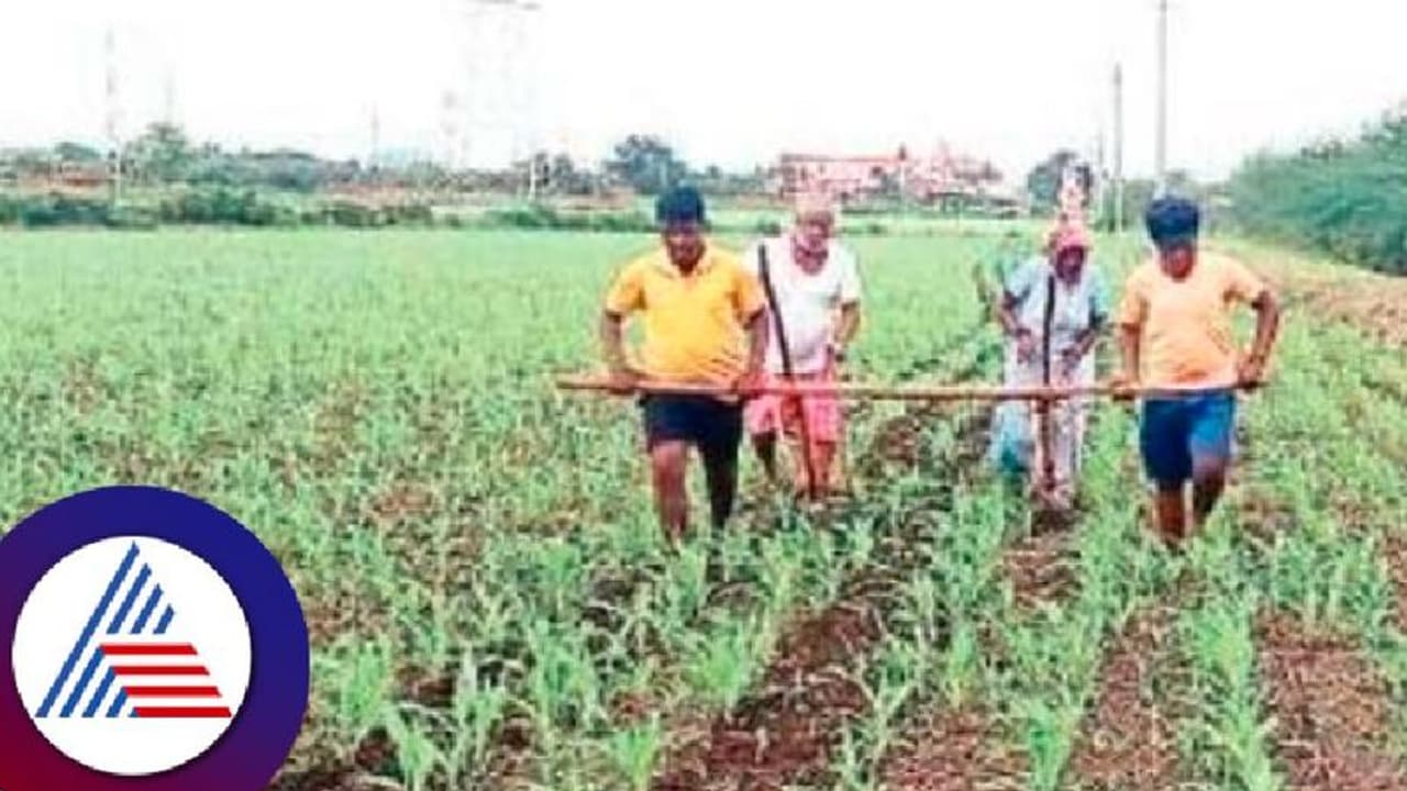 ಎತ್ತುಗಳು ಸಿಗದ್ದಕ್ಕೆ ಪತ್ನಿ, ಮೊಮ್ಮಕ್ಕಳ ಕೊರಳಿಗೆ ನೊಗ ಕಟ್ಟಿ ಯಡೆಕುಂಟೆ ಹೊಡೆದ ರೈತ! ಎತ್ತುಗಳು ಸಿಗದ್ದಕ್ಕೆ ಪತ್ನಿ, ಮೊಮ್ಮಕ್ಕಳ ಕೊರಳಿಗೆ ನೊಗ ಕಟ್ಟಿ ಯಡೆಕುಂಟೆ ಹೊಡೆದ ರೈತ!