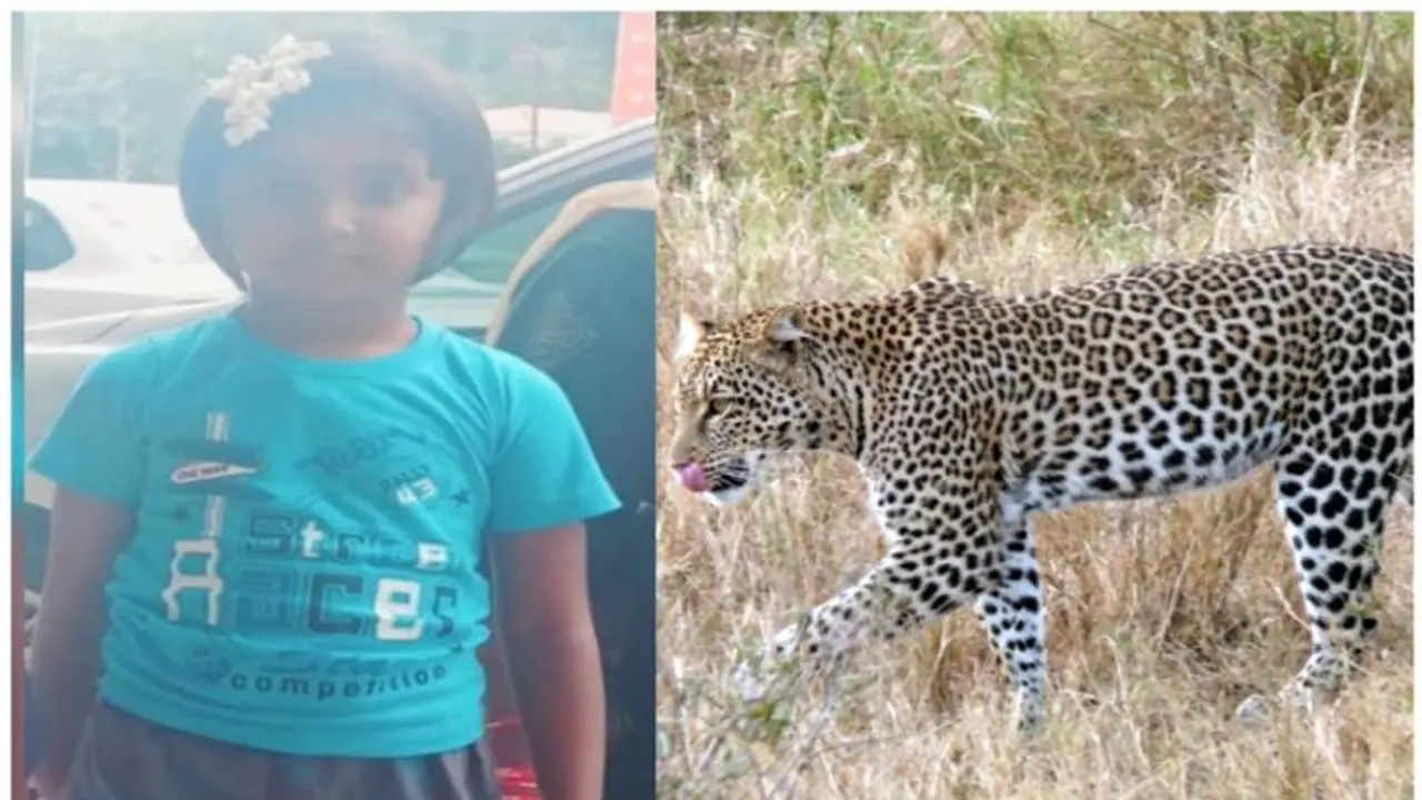 திருப்பதி நடைபாதையில் ஆறு வயது சிறுமியை கொன்ற சிறுத்தை பிடிபட்டது; அதிகாரிகள் நிம்மதி பெருமூச்சி திருப்பதி நடைபாதையில் ஆறு வயது சிறுமியை கொன்ற சிறுத்தை பிடிபட்டது; அதிகாரிகள் நிம்மதி பெருமூச்சி