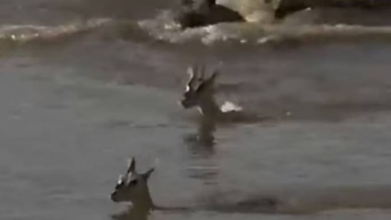 കുഞ്ഞിനെ രക്ഷിക്കാൻ സ്വന്തം ജീവൻ മുതലയ്ക്ക് നൽകി അമ്മ മാൻ; വൈറലായി വീഡിയോ കുഞ്ഞിനെ രക്ഷിക്കാൻ സ്വന്തം ജീവൻ മുതലയ്ക്ക് നൽകി അമ്മ മാൻ; വൈറലായി വീഡിയോ