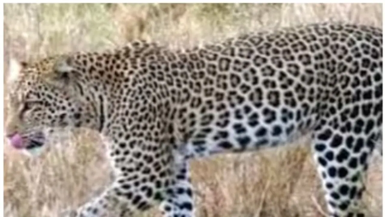 തിരുപ്പതിയിൽ വീണ്ടും പുലി! 6 വയസുകാരിയെ കടിച്ചുകൊന്ന പുലി കെണിയിലായത് ഇന്ന് രാവിലെ: തീർത്ഥാടകർ‌ ഭീതിയിൽ