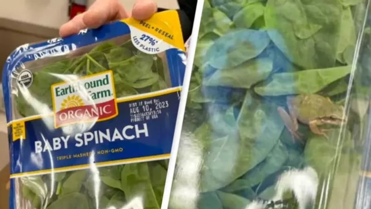 സൂപ്പര്‍മാര്‍ക്കറ്റില്‍ നിന്ന് വാങ്ങിയ ചീര പാക്കറ്റിനുള്ളില്‍ തവള!