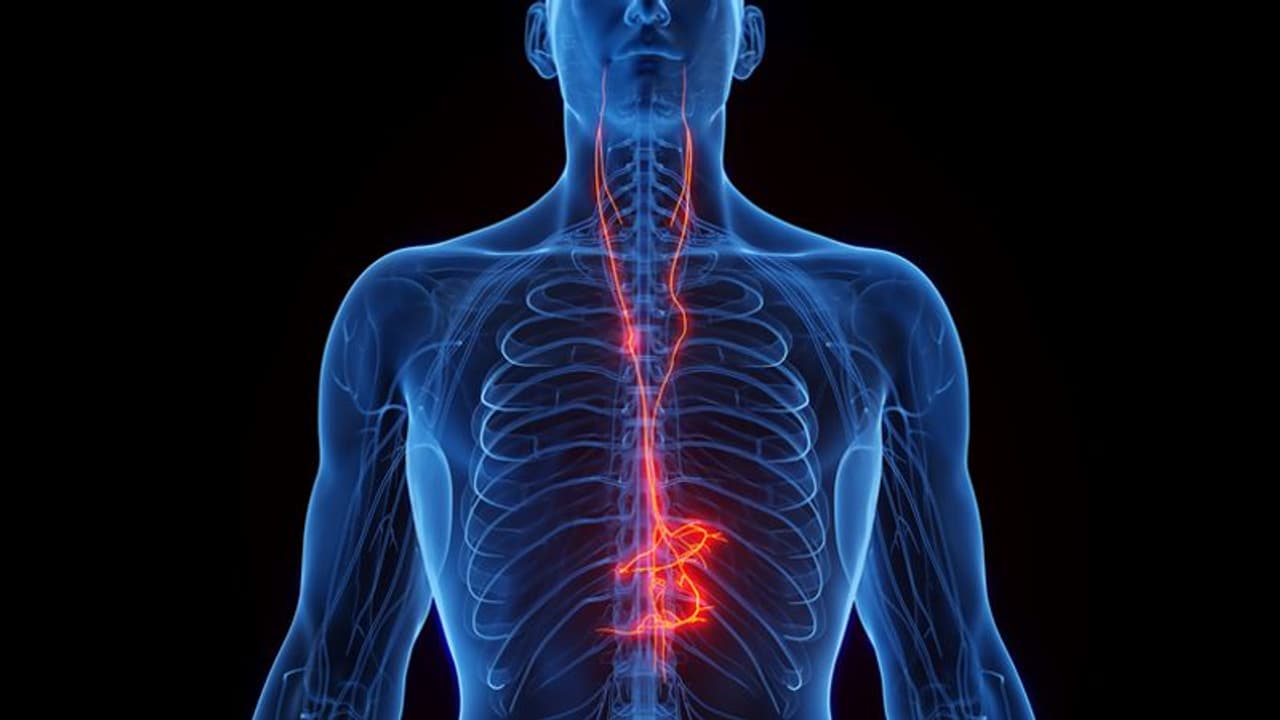 Everything to know about 'Vagus Nerve' and how it benefits you