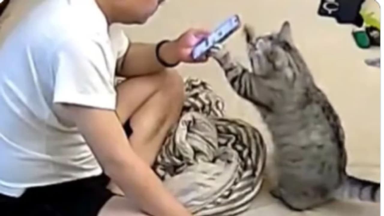 'എന്നെ കണ്ടില്ലാ.. എന്നുണ്ടോ?', വൈറൽ വീഡിയോ കണ്ടവർ പറയുന്നു, ഇങ്ങനെ ഒരു പൂച്ചയെ കിട്ടിയിരുന്നെങ്കിൽ എന്ന്! 'എന്നെ കണ്ടില്ലാ.. എന്നുണ്ടോ?', വൈറൽ വീഡിയോ കണ്ടവർ പറയുന്നു, ഇങ്ങനെ ഒരു പൂച്ചയെ കിട്ടിയിരുന്നെങ്കിൽ എന്ന്!