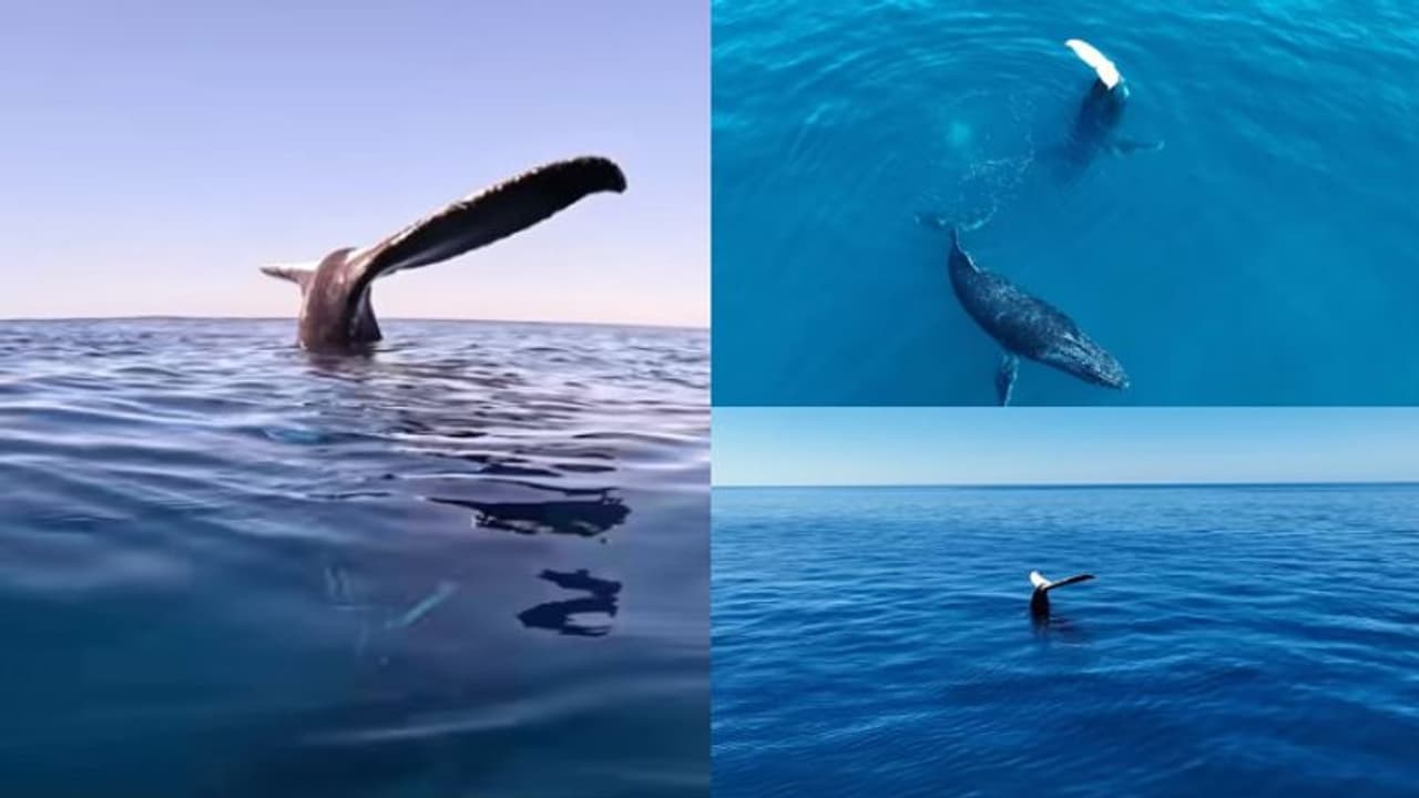 സമുദ്രോപരിതലത്തിൽ ഒട്ടിച്ച് വച്ച പോലെ തിമിംഗലത്തിന്‍റെ വാല്‍, വിശദമായ നിരീക്ഷണത്തിൽ കണ്ടത് ഞെട്ടിക്കും...