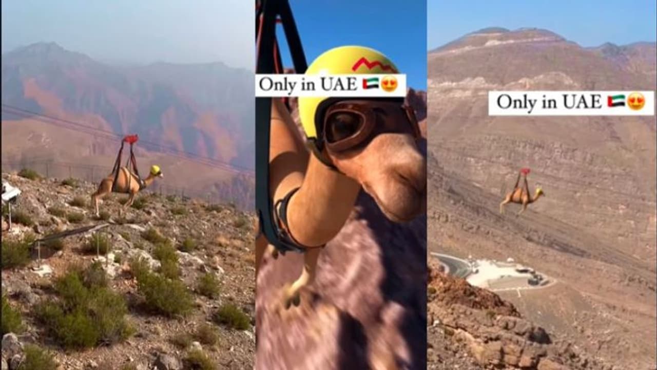 ಜಗತ್ತಿನ ಅತೀ ಉದ್ದದ ಜಿಪ್ಲೈನ್ನಲ್ಲಿ ಒಂಟೆಯ ಜಾಲಿರೈಡ್: ವೈರಲ್ ವೀಡಿಯೋ ಜಗತ್ತಿನ ಅತೀ ಉದ್ದದ ಜಿಪ್ಲೈನ್ನಲ್ಲಿ ಒಂಟೆಯ ಜಾಲಿರೈಡ್: ವೈರಲ್ ವೀಡಿಯೋ