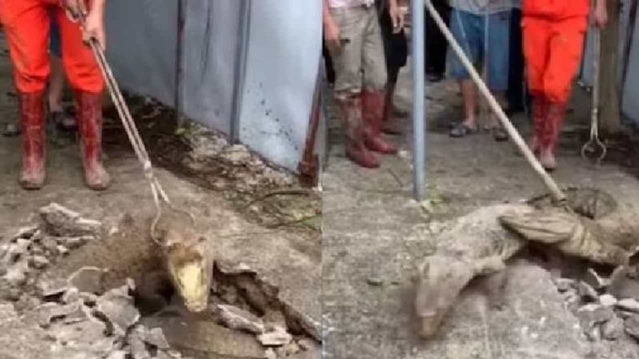 വീഡിയോ കണ്ടത് ഒരു മില്ല്യൺ പേർ, അപ്രതീക്ഷിതമായി ഭൂമിക്കടിയിൽ നിന്നും മുതലകൾ പുറത്തേക്ക്, ഭയന്ന് നാട്ടുകാര്! വീഡിയോ കണ്ടത് ഒരു മില്ല്യൺ പേർ, അപ്രതീക്ഷിതമായി ഭൂമിക്കടിയിൽ നിന്നും മുതലകൾ പുറത്തേക്ക്, ഭയന്ന് നാട്ടുകാര്!