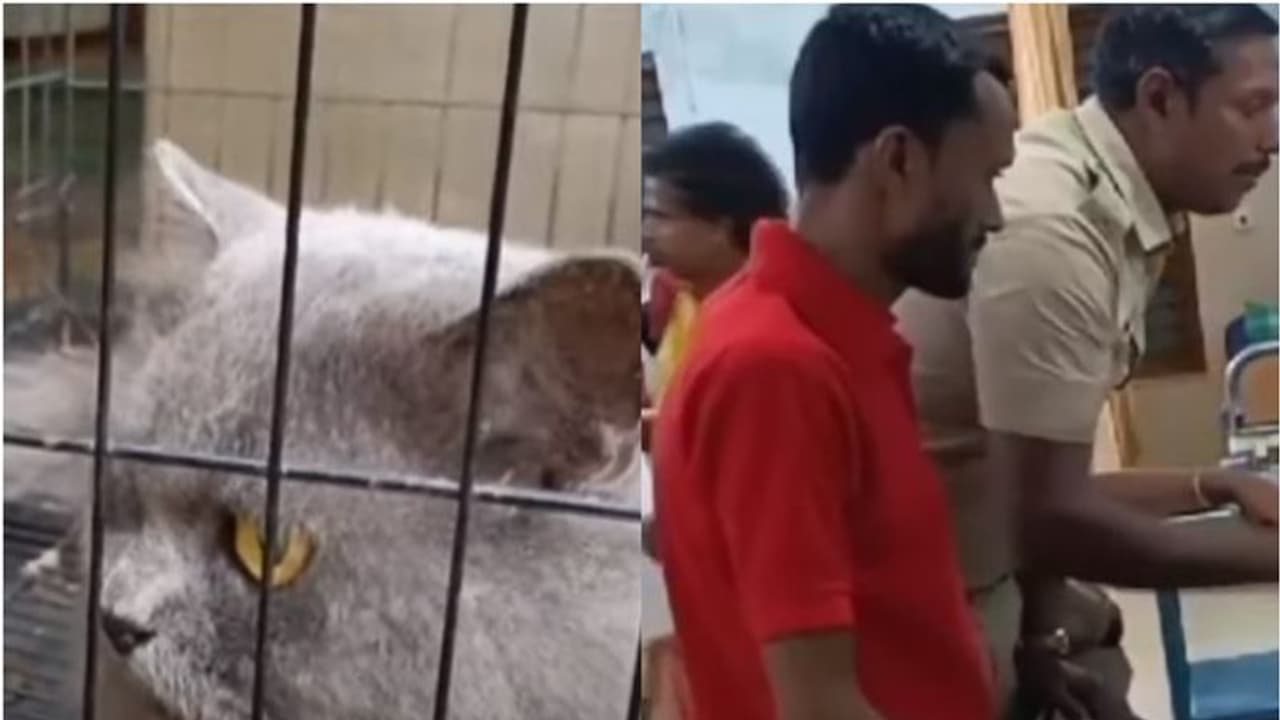 കഞ്ചാവ് കേസിന് വീട്ടിൽക്കയറി പൊക്കി, കൂട്ടിൽ പേർഷ്യൻ പൂച്ച, ചിത്രമെടുത്ത് പൊലീസ് സ്റ്റേഷനിലെത്തി, ട്വിസ്റ്റ് കഞ്ചാവ് കേസിന് വീട്ടിൽക്കയറി പൊക്കി, കൂട്ടിൽ പേർഷ്യൻ പൂച്ച, ചിത്രമെടുത്ത് പൊലീസ് സ്റ്റേഷനിലെത്തി, ട്വിസ്റ്റ്