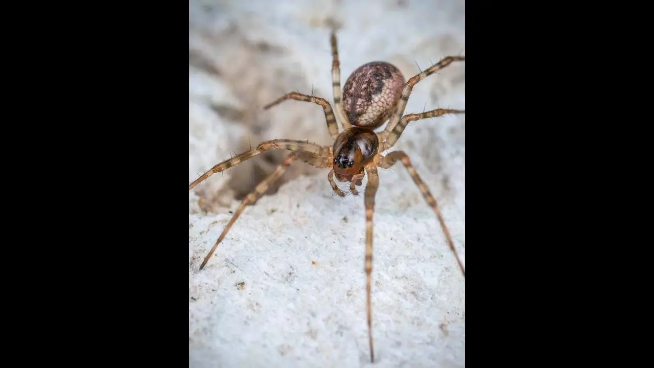 ಜೇಡದ ಭಯಕ್ಕೆ ಕಾರಿನಿಂದ ಜಿಗಿದ ಮಹಿಳೆ, ಆಗಿದ್ದು ಮಾತ್ರ ದೊಡ್ಡ ಅನಾಹುತ! ಜೇಡದ ಭಯಕ್ಕೆ ಕಾರಿನಿಂದ ಜಿಗಿದ ಮಹಿಳೆ, ಆಗಿದ್ದು ಮಾತ್ರ ದೊಡ್ಡ ಅನಾಹುತ!