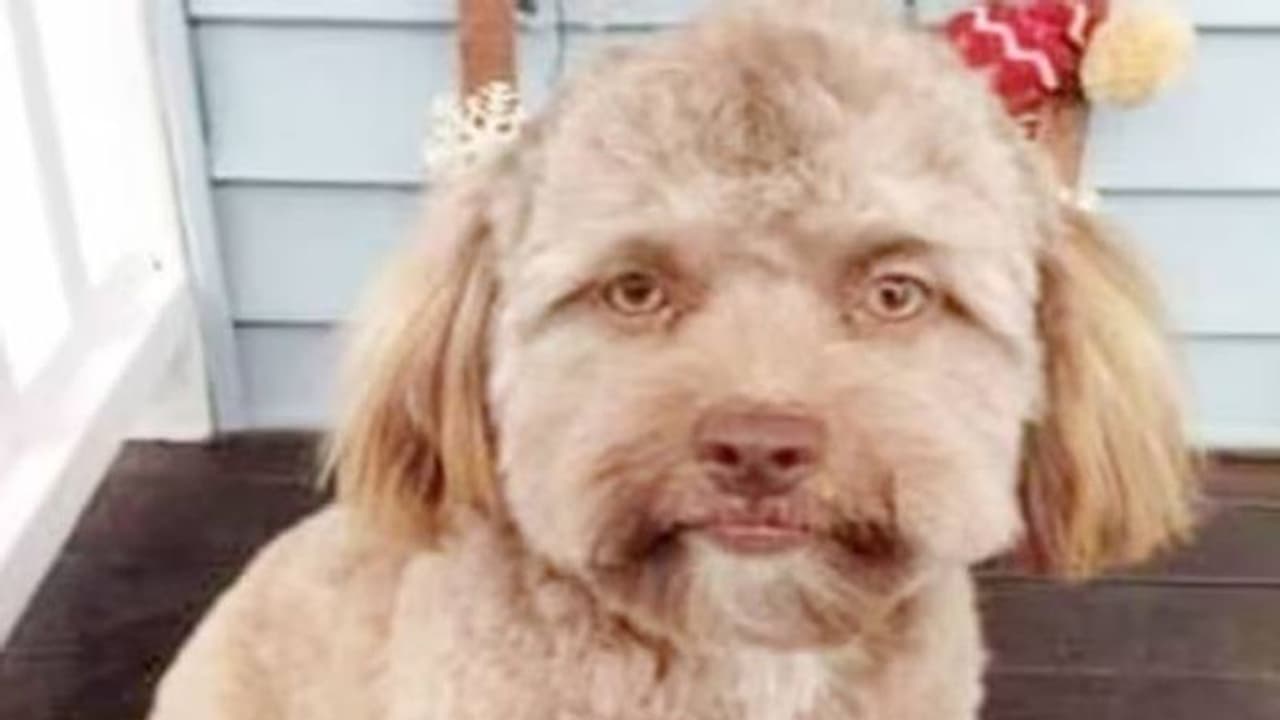 സോഷ്യൽ മീഡിയയിൽ ചർച്ചയായി മനുഷ്യമുഖമുള്ള നായയുടെ ചിത്രം സോഷ്യൽ മീഡിയയിൽ ചർച്ചയായി മനുഷ്യമുഖമുള്ള നായയുടെ ചിത്രം