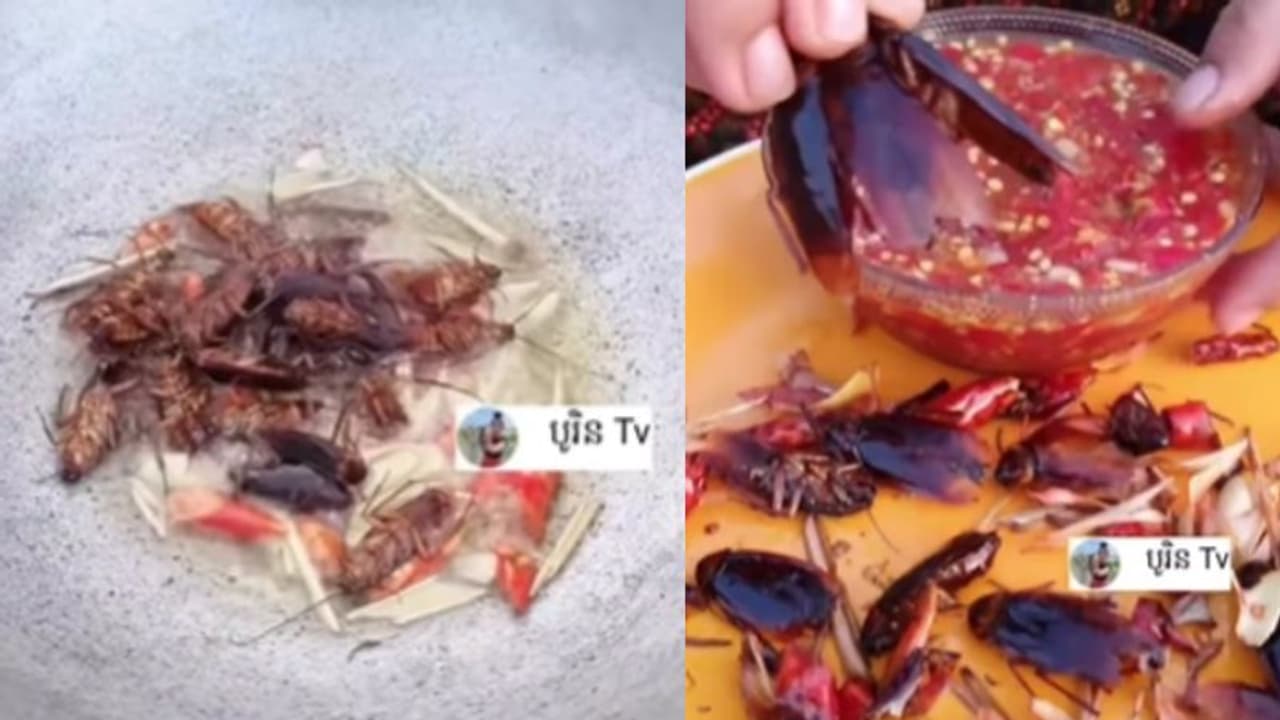  പാറ്റയെ പൊരിച്ച്, സോസിനൊപ്പം കഴിക്കുന്ന യുവതി; വീഡിയോ കണ്ടത് ലക്ഷങ്ങള്‍... 