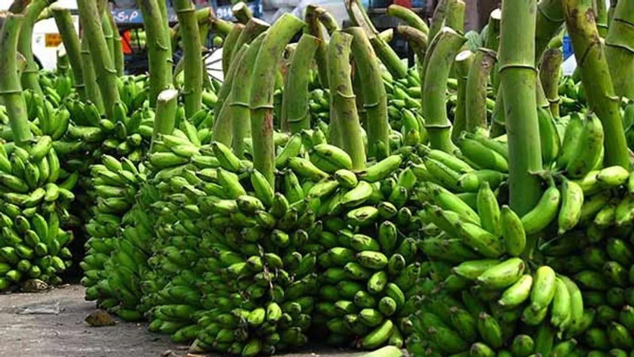 வாழைப்பழம் நல்லதா? வாழைக்காய் நல்லதா? ஏன்? வாழைப்பழம் நல்லதா? வாழைக்காய் நல்லதா? ஏன்?