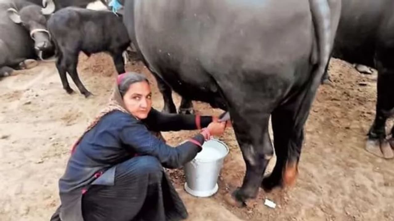 ‘வந்தேண்டா பால்காரி’... வருஷத்துக்கு ரூ.2 கோடி சம்பாதிக்கும் பெண்! ‘வந்தேண்டா பால்காரி’... வருஷத்துக்கு ரூ.2 கோடி சம்பாதிக்கும் பெண்!