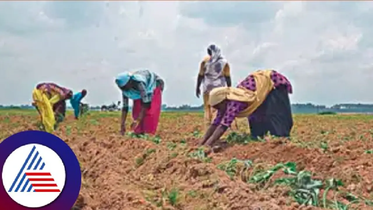ರೈತರಿಗೆ ಸಿಹಿಸುದ್ದಿ: ಮಳೆಗೂ ಮೊದಲೇ ಈ ಸಲ ಅಗತ್ಯಕ್ಕಿಂತ ಹೆಚ್ಚು ಬೀಜ ಸ್ಟಾಕ್‌!