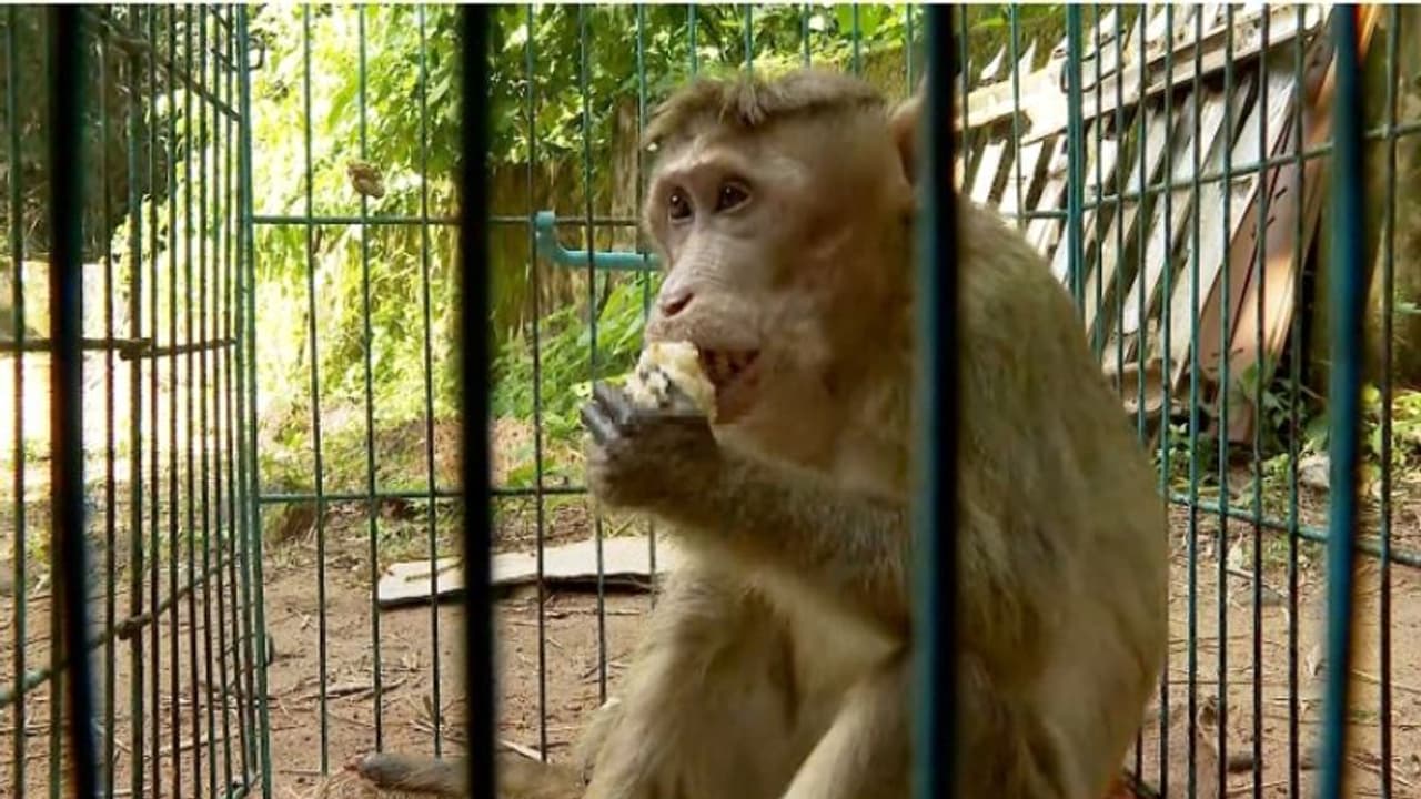 Kerala: Electrocuted monkey brought back to life after 41 days of treatment in Thrissur Kerala: Electrocuted monkey brought back to life after 41 days of treatment in Thrissur