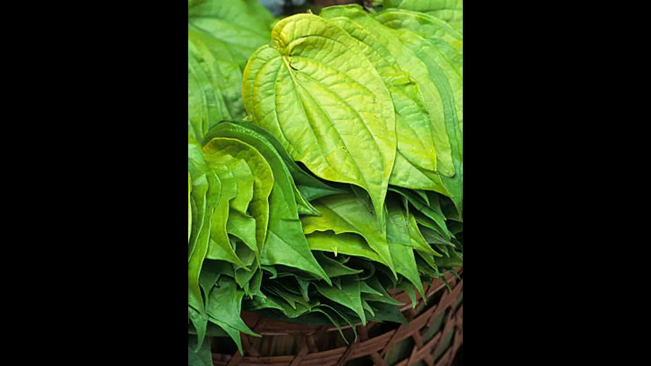 வெற்றிலையை 'இப்படி' பத்திரமாக வையுங்கள்.. பணத்திற்கு ஒருபோதும் பஞ்சம் வராது..! வெற்றிலையை 'இப்படி' பத்திரமாக வையுங்கள்.. பணத்திற்கு ஒருபோதும் பஞ்சம் வராது..!