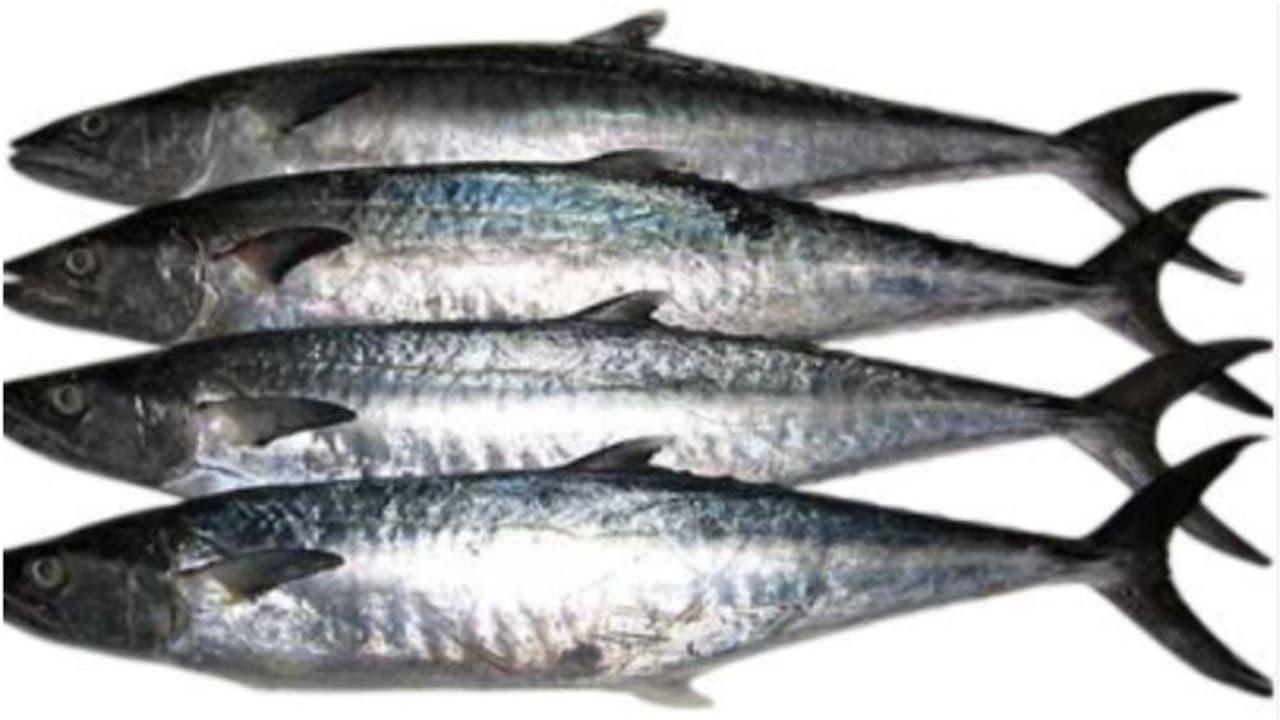 അയക്കൂറയെ പിടിക്കരുത്; രണ്ടു മാസത്തേക്ക് നിരോധനം, പ്രഖ്യാപനവുമായി ഖത്തര്‍ മുന്‍സിപ്പാലിറ്റി മന്ത്രാലയം