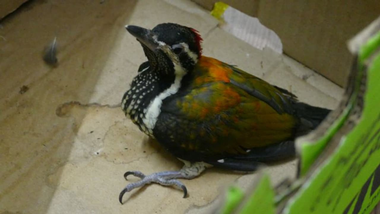 'കുഞ്ഞു മനസിലെ നന്മ'; പരുക്കുപറ്റി അവശനിലയിലായ മരംകൊത്തി, പുനര്ജന്മം നല്കി കുരുന്നു വിദ്യാര്ഥികള് 'കുഞ്ഞു മനസിലെ നന്മ'; പരുക്കുപറ്റി അവശനിലയിലായ മരംകൊത്തി, പുനര്ജന്മം നല്കി കുരുന്നു വിദ്യാര്ഥികള്