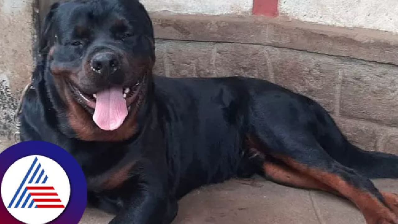 ಬಾಣಂತಿ ಆರೋಗ್ಯ ತಪಾಸಣೆಗೆ ತೆರಳಿದ್ದ ಆರೋ​ಗ್ಯಾ​ಧಿ​ಕಾರಿ ಮೇಲೆ ನಾಯಿ ದಾಳಿ: ಮಾಲೀಕ ವಿರುದ್ಧ ಪ್ರಕ​ರ​ಣ 