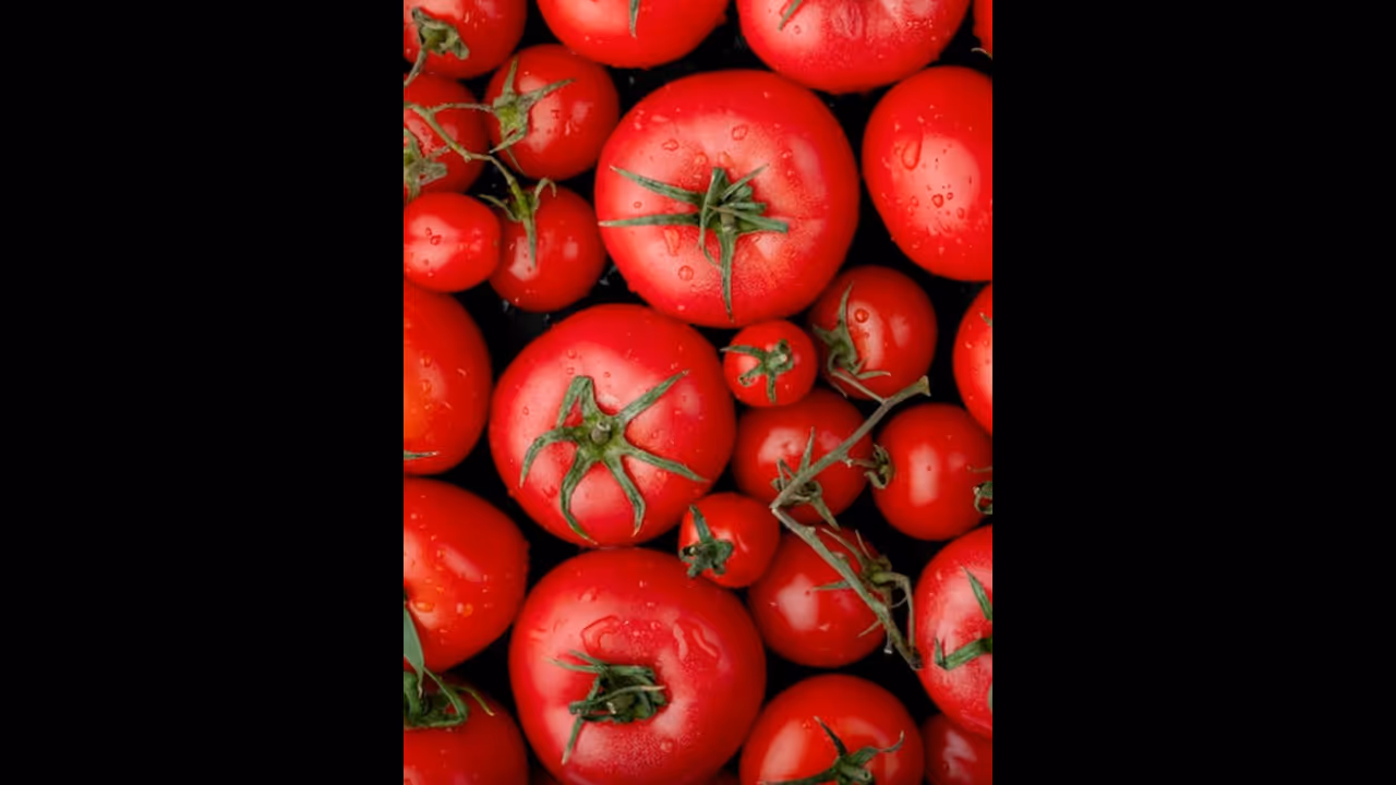 തക്കാളി പ്രിയരാണോ നിങ്ങൾ ? എങ്കിൽ ഇതറിഞ്ഞോളൂ തക്കാളി പ്രിയരാണോ നിങ്ങൾ ? എങ്കിൽ ഇതറിഞ്ഞോളൂ