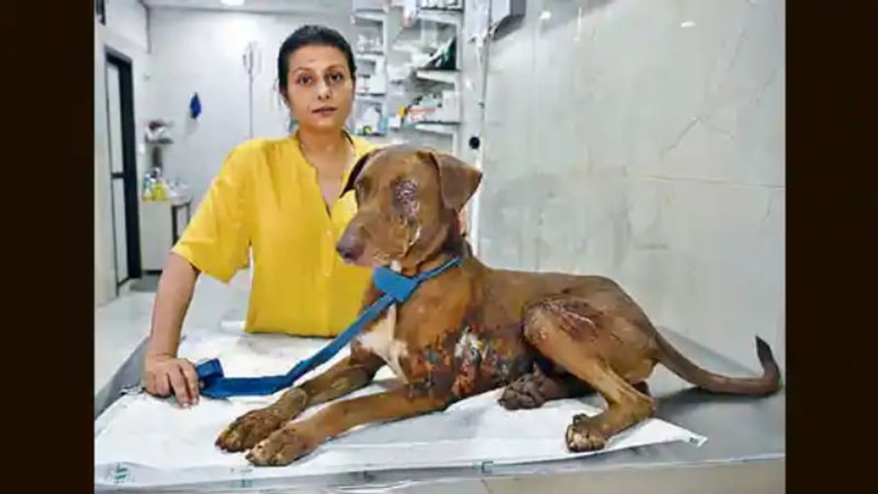 കണ്ണില്ലാത്ത ക്രൂരതയില് കണ്ണ് നഷ്ടപ്പെട്ട് ദേഹമാകെ പൊള്ളിയടര്ന്ന് നായ! കണ്ണില്ലാത്ത ക്രൂരതയില് കണ്ണ് നഷ്ടപ്പെട്ട് ദേഹമാകെ പൊള്ളിയടര്ന്ന് നായ!