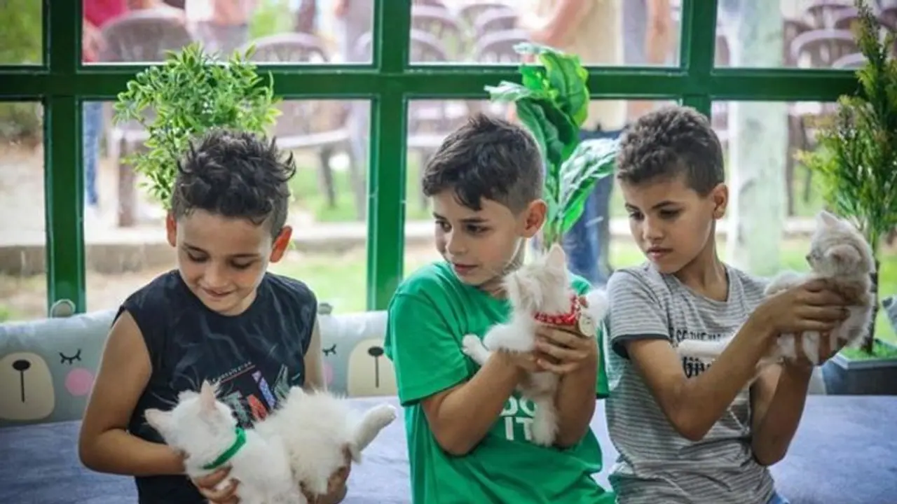 War scarred Gaza finds furry respite in its first cat cafe WATCH War scarred Gaza finds furry respite in its first cat cafe WATCH