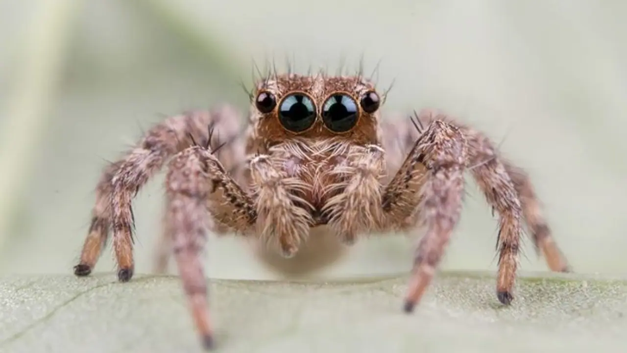 Arachnid allies: 6 fascinating spiders that make unexpected companions