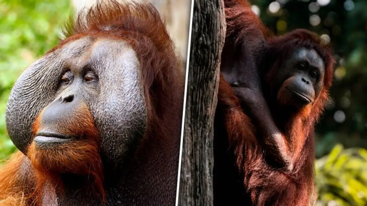 International Orangutan Day 2023: Date, history, significance