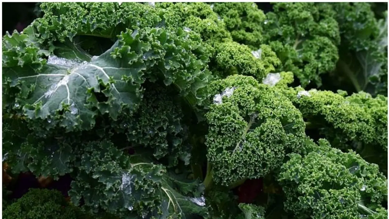 Belly fat reduction: 5 Green Vegetables to get rid of those inches Belly fat reduction: 5 Green Vegetables to get rid of those inches