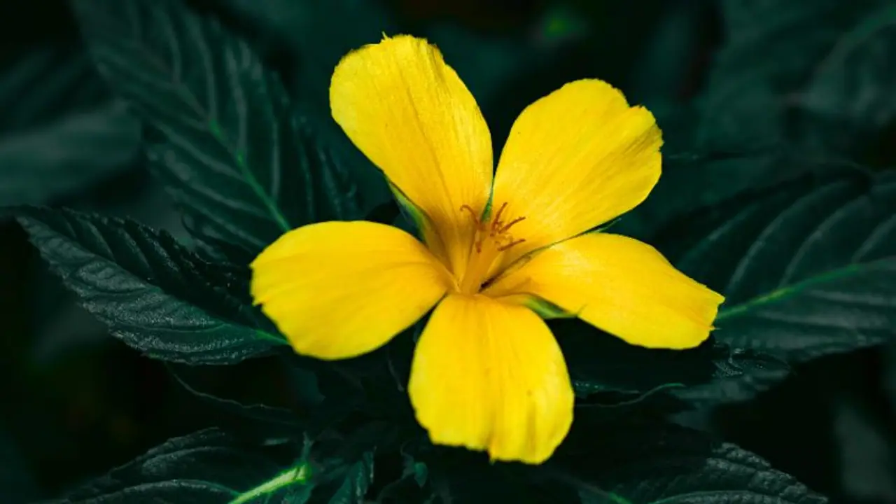 Explore the aromatic healing benefits of Damiana