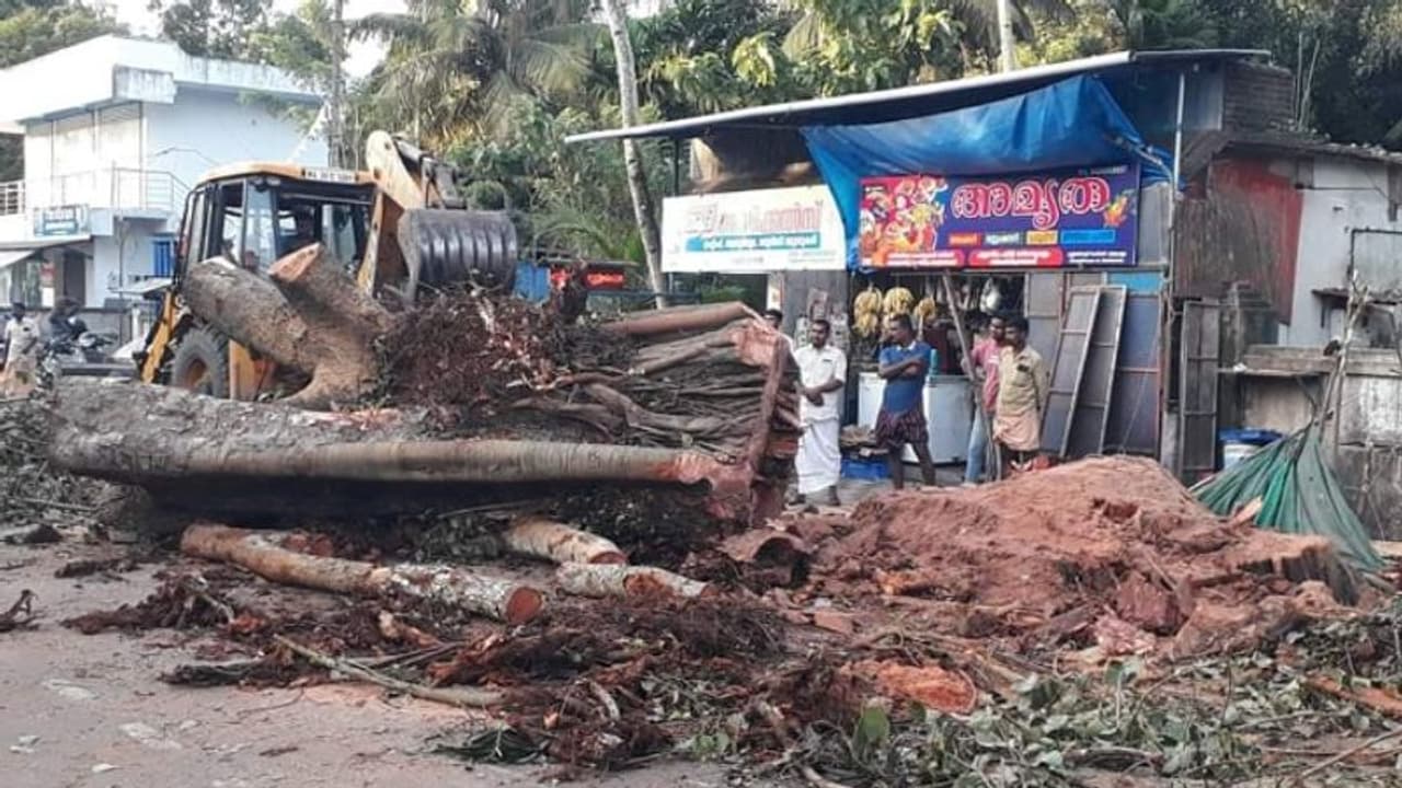 അപകടാവസ്ഥയിലായിട്ട് ഏറെ നാള്, ചൂളത്തെരുവ് ജംഗ്ഷനിലെ ഇരട്ട ആൽമരം ഒടുവില് മുറിച്ച് നീക്കി അപകടാവസ്ഥയിലായിട്ട് ഏറെ നാള്, ചൂളത്തെരുവ് ജംഗ്ഷനിലെ ഇരട്ട ആൽമരം ഒടുവില് മുറിച്ച് നീക്കി