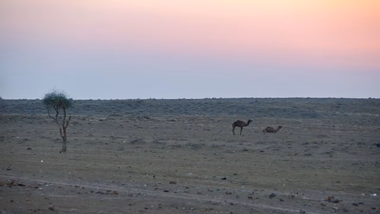 നൂറ്റാണ്ടിന്‍റെ അവസാനത്തോടെ താര്‍ മരുഭൂമി പച്ചപുതയ്ക്കും; കാരണം കാലാവസ്ഥാ വ്യതിയാനം 