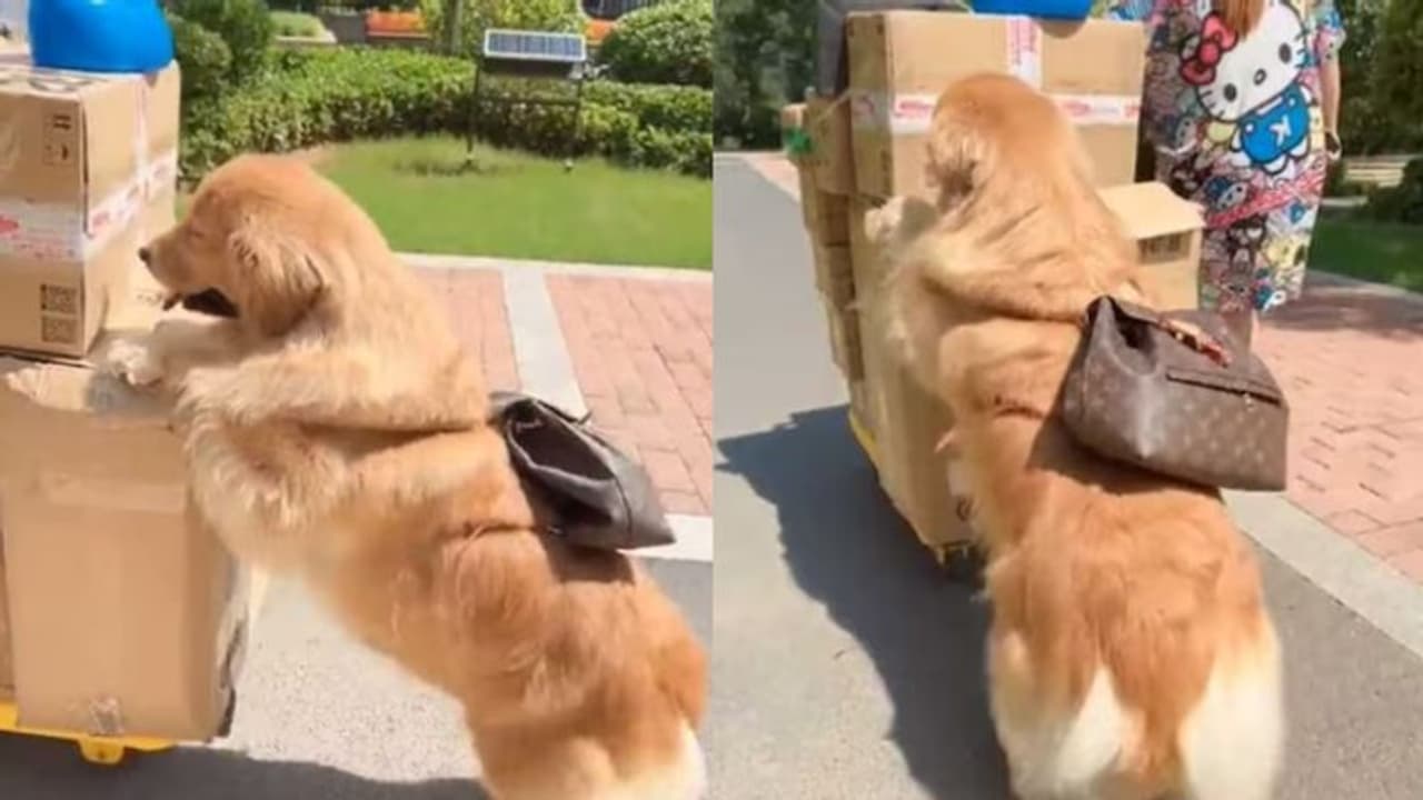 ബാഗും തോളിലിട്ട് ഉടമയുടെ സാധനങ്ങൾ ഉരുട്ടികൊണ്ടുപോകുന്ന നായ; വീഡിയോ വൈറല് ബാഗും തോളിലിട്ട് ഉടമയുടെ സാധനങ്ങൾ ഉരുട്ടികൊണ്ടുപോകുന്ന നായ; വീഡിയോ വൈറല്