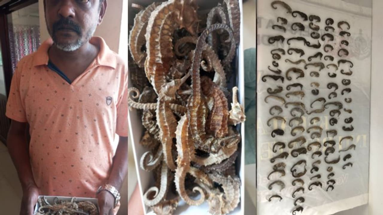 പെട്ടിയിൽ 96 കടൽ കുതിരകള്, വില ലക്ഷങ്ങള്, രഹസ്യ വിവരം; പാലക്കാട് ബസ്റ്റാന്റിൽ ചെന്നൈ സ്വദേശി പിടിയിൽ പെട്ടിയിൽ 96 കടൽ കുതിരകള്, വില ലക്ഷങ്ങള്, രഹസ്യ വിവരം; പാലക്കാട് ബസ്റ്റാന്റിൽ ചെന്നൈ സ്വദേശി പിടിയിൽ