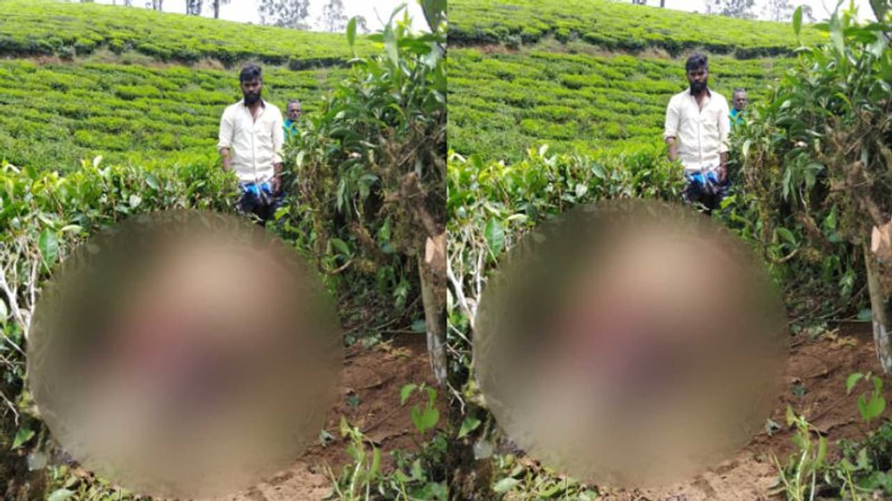 മൂന്നാറില് വീണ്ടും വന്യജീവിയാക്രമണം, മേയാന് വിട്ട കാലികളെ കൊന്നു, കടുവയെന്ന് സംശയം മൂന്നാറില് വീണ്ടും വന്യജീവിയാക്രമണം, മേയാന് വിട്ട കാലികളെ കൊന്നു, കടുവയെന്ന് സംശയം