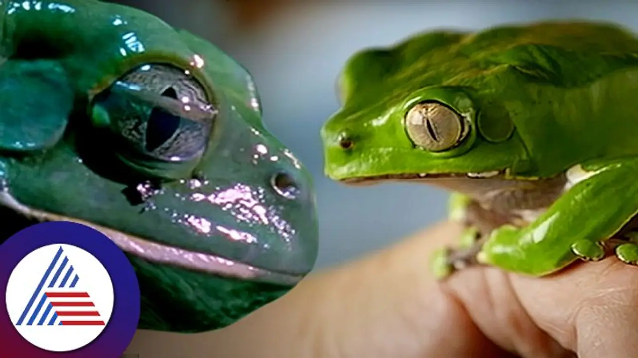 ನಿಮಗಿದು ಗೊತ್ತಿತ್ತಾ? ನಾವು ನೀವು ಮಾತ್ರ ಅಲ್ಲ ಕಪ್ಪೆಗಳು ಹಚ್ಕೋತವೆ ಮಾಯಿಸ್ಚರೈಸರ್ ನಿಮಗಿದು ಗೊತ್ತಿತ್ತಾ? ನಾವು ನೀವು ಮಾತ್ರ ಅಲ್ಲ ಕಪ್ಪೆಗಳು ಹಚ್ಕೋತವೆ ಮಾಯಿಸ್ಚರೈಸರ್