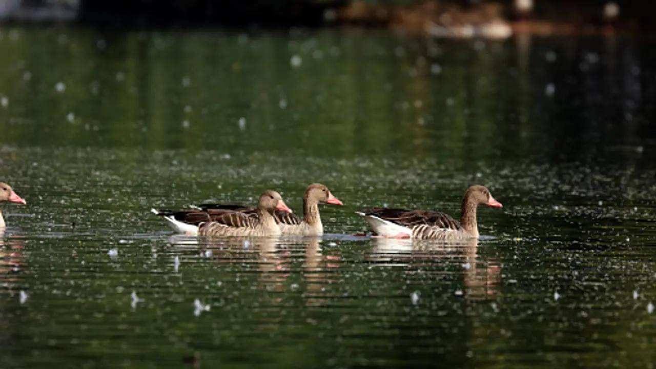 தமிழ்நாடு உள்பட 8 மாநிலங்கள் அமிர்த சரோவர் திட்ட இலக்கை எட்டவில்லை: மத்திய அரசு தகவல்