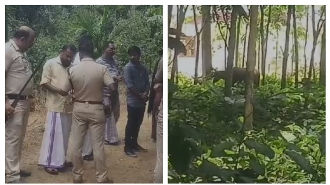 വെട്ടാൻ കൊണ്ടുവന്ന പോത്തുകൾ വിരണ്ടോടി; രണ്ട് പേർക്ക് കുത്തേറ്റു, പരിക്ക് വെട്ടാൻ കൊണ്ടുവന്ന പോത്തുകൾ വിരണ്ടോടി; രണ്ട് പേർക്ക് കുത്തേറ്റു, പരിക്ക്