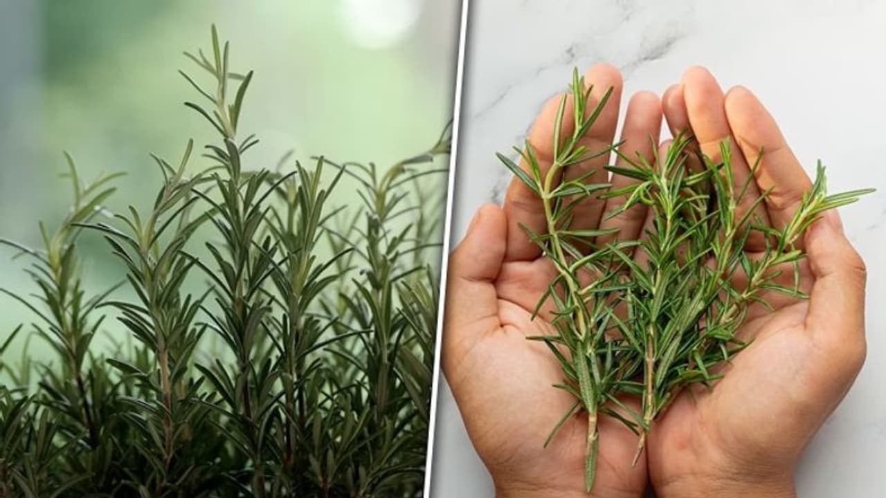  മുടിവളർച്ചയ്ക്ക് റോസ്മേരി ; ഇങ്ങനെ ഉപയോ​ഗിക്കൂ 