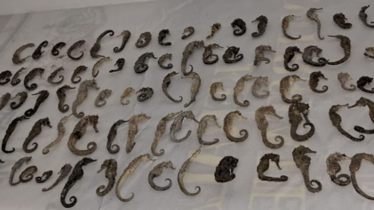 പാലക്കാട് KSRTC സ്റ്റാൻഡിൽ ഒരാൾ പിടിയിലായി, കയ്യിലുള്ളത് വൻ വിപണി മൂല്യമുള്ള കടൽക്കുതിരകളുടെ 96 അസ്ഥികൂടങ്ങൾ പാലക്കാട് KSRTC സ്റ്റാൻഡിൽ ഒരാൾ പിടിയിലായി, കയ്യിലുള്ളത് വൻ വിപണി മൂല്യമുള്ള കടൽക്കുതിരകളുടെ 96 അസ്ഥികൂടങ്ങൾ