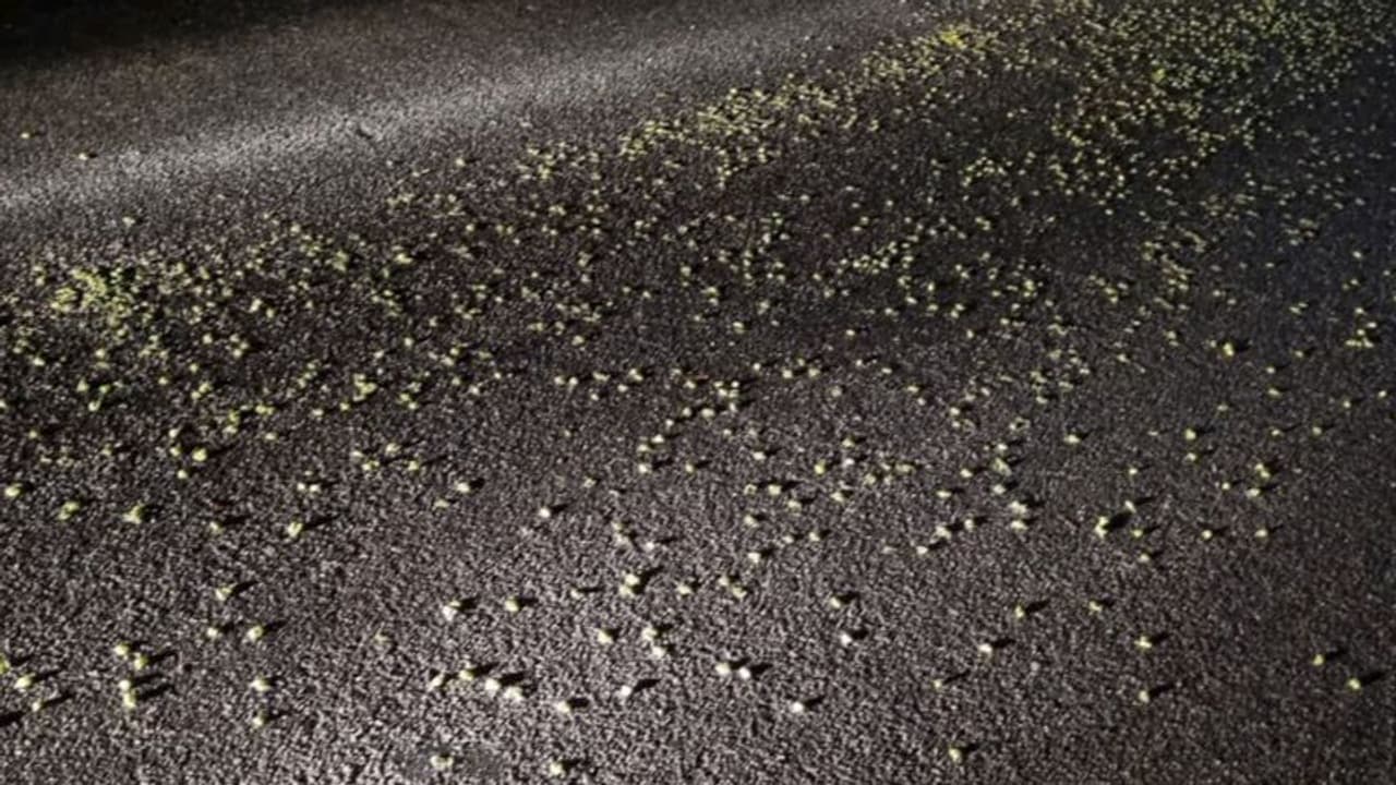 'നടുറോഡിൽ ഇത്തിരി ഏലക്ക', പിന്നാലെ അറിഞ്ഞത് ഓടിക്കൊണ്ടിരുന്ന ലോറിയിൽ നിന്ന് തട്ടിയ ലക്ഷങ്ങളുടെ ഏലക്കയുടെ കഥ! 'നടുറോഡിൽ ഇത്തിരി ഏലക്ക', പിന്നാലെ അറിഞ്ഞത് ഓടിക്കൊണ്ടിരുന്ന ലോറിയിൽ നിന്ന് തട്ടിയ ലക്ഷങ്ങളുടെ ഏലക്കയുടെ കഥ!