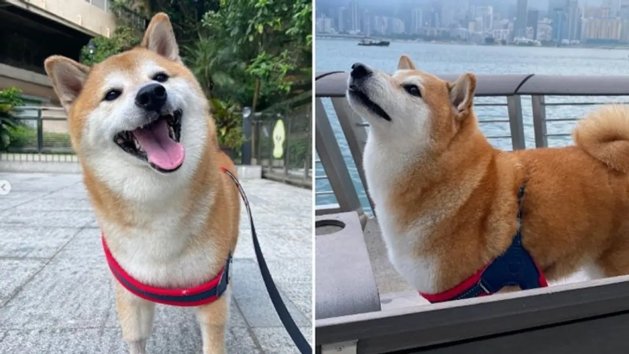 ಇಂಟರ್ನೆಟ್ನಲ್ಲಿ ಭಾರಿ ವೈರಲ್ ಆಗಿದ್ದ ಮೀಮ್ಸ್ ನಾಯಿ ‘ಚೀಮ್ಸ್’ ಇನ್ನಿಲ್ಲ: ನೆಟ್ಟಿಗರ ಸಂತಾಪ ಇಂಟರ್ನೆಟ್ನಲ್ಲಿ ಭಾರಿ ವೈರಲ್ ಆಗಿದ್ದ ಮೀಮ್ಸ್ ನಾಯಿ ‘ಚೀಮ್ಸ್’ ಇನ್ನಿಲ್ಲ: ನೆಟ್ಟಿಗರ ಸಂತಾಪ